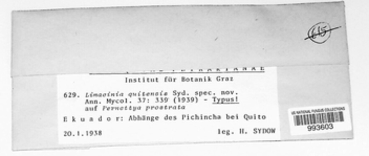Limacinia image
